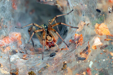 Wall Mural - a spider on a web. macrophotography