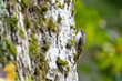European treecreeper on a tree in a forest