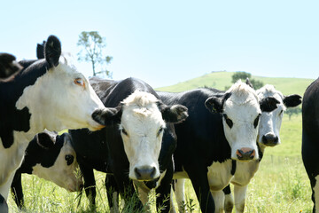 Wall Mural - Black and white cattle acting inquisitively at farm fence.