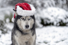 Husky Dog ​​in A Gnome Hat On His Head, Christmas Photo.