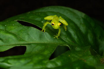 Wall Mural - Close-up of a freshly metamorphosed reticulated glass frog on a leaf