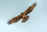 Fototapeta  - raptor in flight , bird of prey flying with full span of wings , The Bonelli's eagle is a large bird of prey