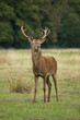A portrait of a red deer stag as he stands proudly on the grass in a meadow with trees in the background