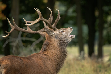 Aufkleber - A close up of a red deer stag as he is bellowing with his mouth open