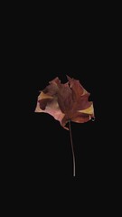 Wall Mural - Time lapse of drying brown Maple leaf with ALPHA transparency channel isolated on black background, vertical orientation