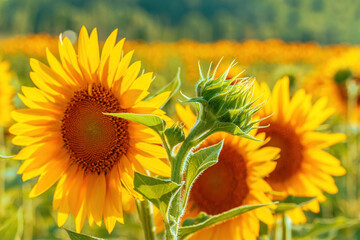 Fotomurales - Common sunflower (Helianthus annuus) crop in cultivated agricultural field in sunny summer afternoon