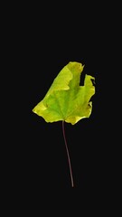 Wall Mural - Time lapse of resurrection yellow-green Maple leaf with ALPHA transparency channel isolated on black background, vertical orientation