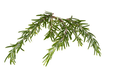 Poster - rosemary branch isolated