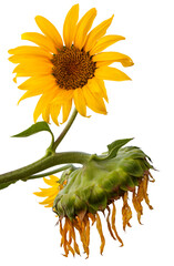 Poster - New and old sunflowers isolated on white