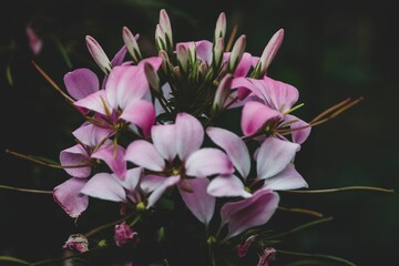 Wall Mural - Closeup of a pink cyclamen flower