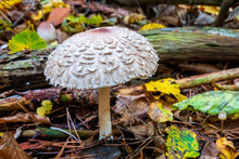 Shaggy Parasol Mushroom Growing On Forest Floor In Autumn