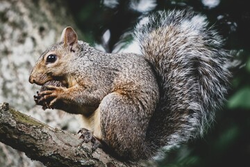 Poster - Closeup of an eastern gray squirrel on the tree