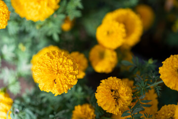 Naklejka na meble Yellow marigolds blooming in the garden.