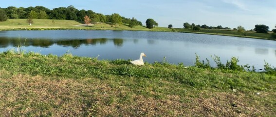 Canvas Print - Closeup of a white duck sitting on the edge of a pond