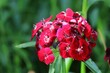 Closeup of the red dianthus barbatus flowers