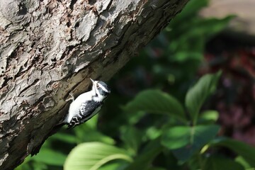 Sticker - Small downy woodpecker on the tree trunk