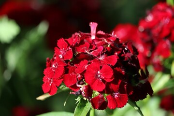 Sticker - Closeup of the red dianthus barbatus flowers