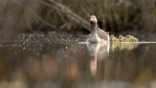 Greylag Goose With Young (Anser Anser)
