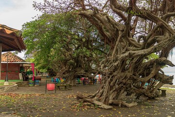 Canvas Print - Twisted trees on the lakeside with wooden huts in the background