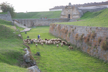 Wall Mural - Sheep at San Francisco Gate; Almeida; Portugal