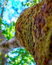 Low Angle Shot Of A Tree Log Covered With Green Moss In A Forest