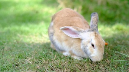 Sticker - rabbit, bunny pet with blur background, animals
