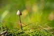 Closeup shot of a Psilocybe semilanceata mushroom growing in the field