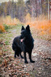Czarny pies Owczarek Niemiecki