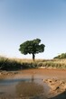 Vertical shot of a single tree and a muddy pond in front in the middle of a field
