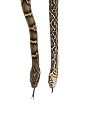 Fototapete - Close up top and belly double head shot of Russian rat snake aka Elaphe schrenckii. Isolated on white background.