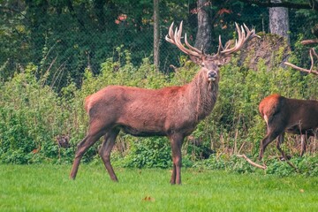 Poster - Beautiful shot of a fallow deer buck standing on the green grass at the park on a sunny day