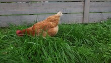 Farm Chicken Walking By A Wooden Fence  Searching For Food Among Long Green Grass