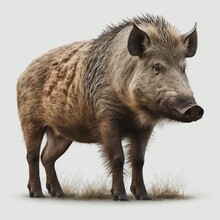 Wild Boar On A White Background. Rendering
