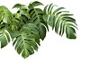 Leinwandbild Motiv Philodendron plant grow in rain forest, transparency background in PNG file