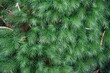 © cloudolivine - 鮮やかな緑色のヒノキゴケが軍勢している