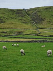 Poster - Suffolk sheep in the very big field.