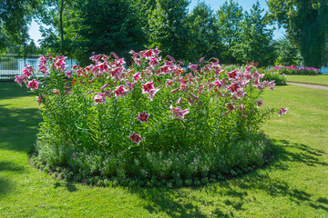 Wall Mural - Tall bushes of pink variegated lilies