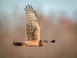 Closeup shot of a Northern harrier with patterned wings and yellow claws flying in the air