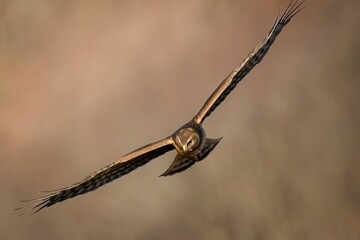 Canvas Print - Closeup shot of a Northern harrier with wings wide open flying in the air