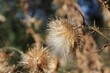 Closeup shot of a plumeless thistle (Carduus) in the field
