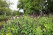 Woodland sages (Salvia nemorosa) in the garden