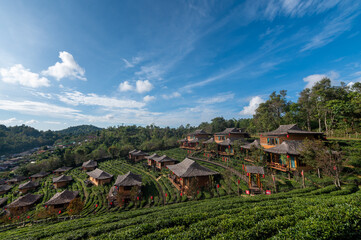 Tea plantation with traditional house at Rak Thai village, Mae Hong Son, Thailand