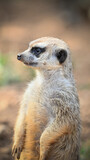 Fototapeta Sawanna - Portrait of a lovely cute meerkat or suricate (Suricata suricatta) in zoo