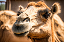 A Midday Closeup Of A Zoo Camel.