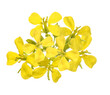 Mustard  flowers