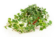 English ivy plant in the pot on white background