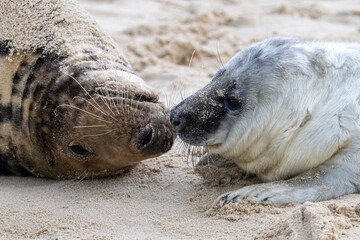 Wall Mural - Grey seal (Halichoerus grypus) mother and pup on a sandy beach in Norfolk