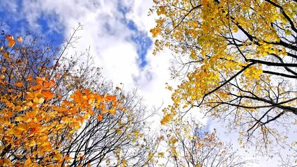 Wall Mural - Time lapse with autumn trees with leaves and clouds in motion