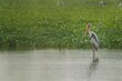 Beautiful lonely Stork bird standing in a tranquil lake in front of a grass field