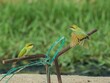 Pair of colorful bee eater birds standing on metallic rods